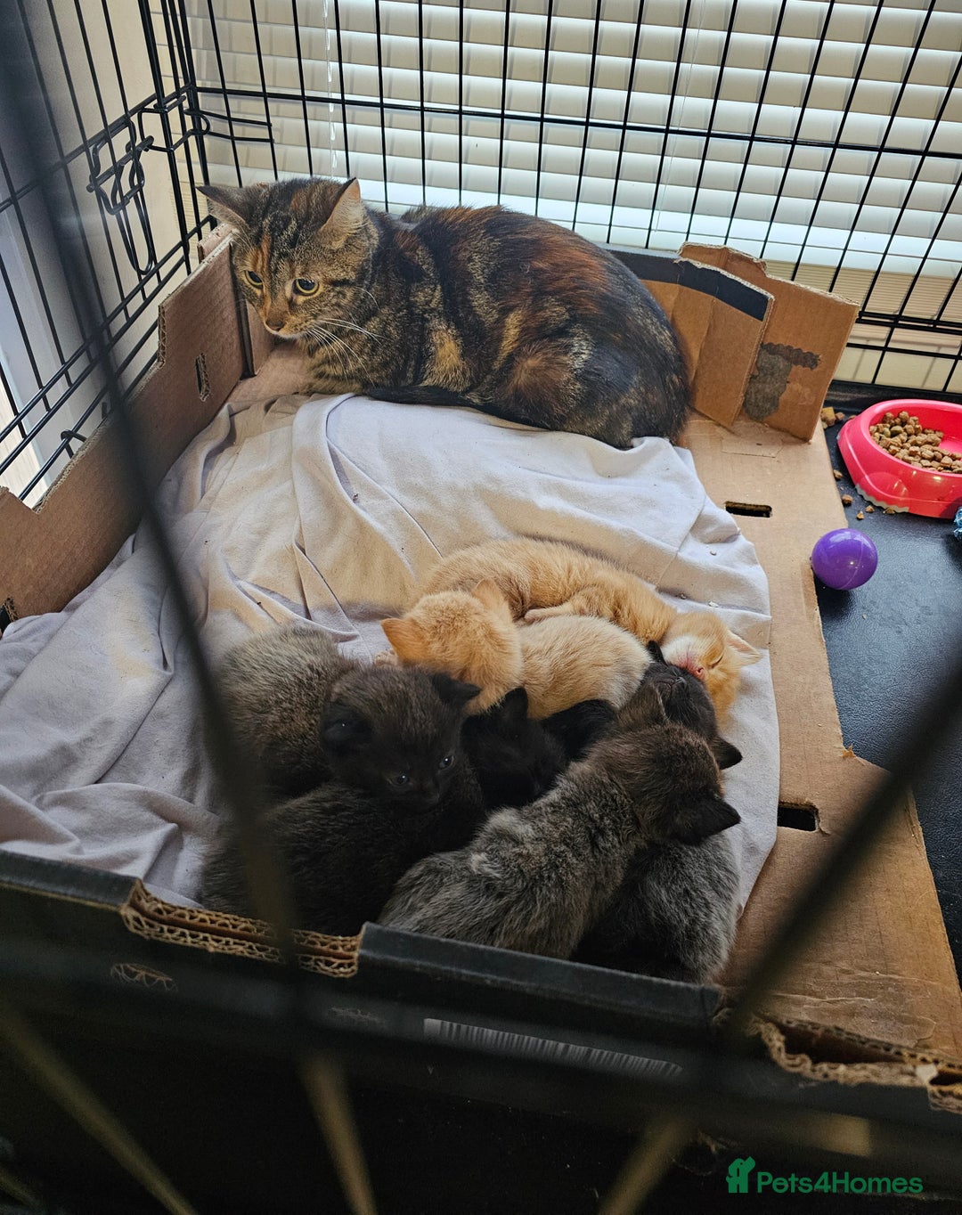 Mixed Breed cats for sale: Sonic for sale - Advert 3