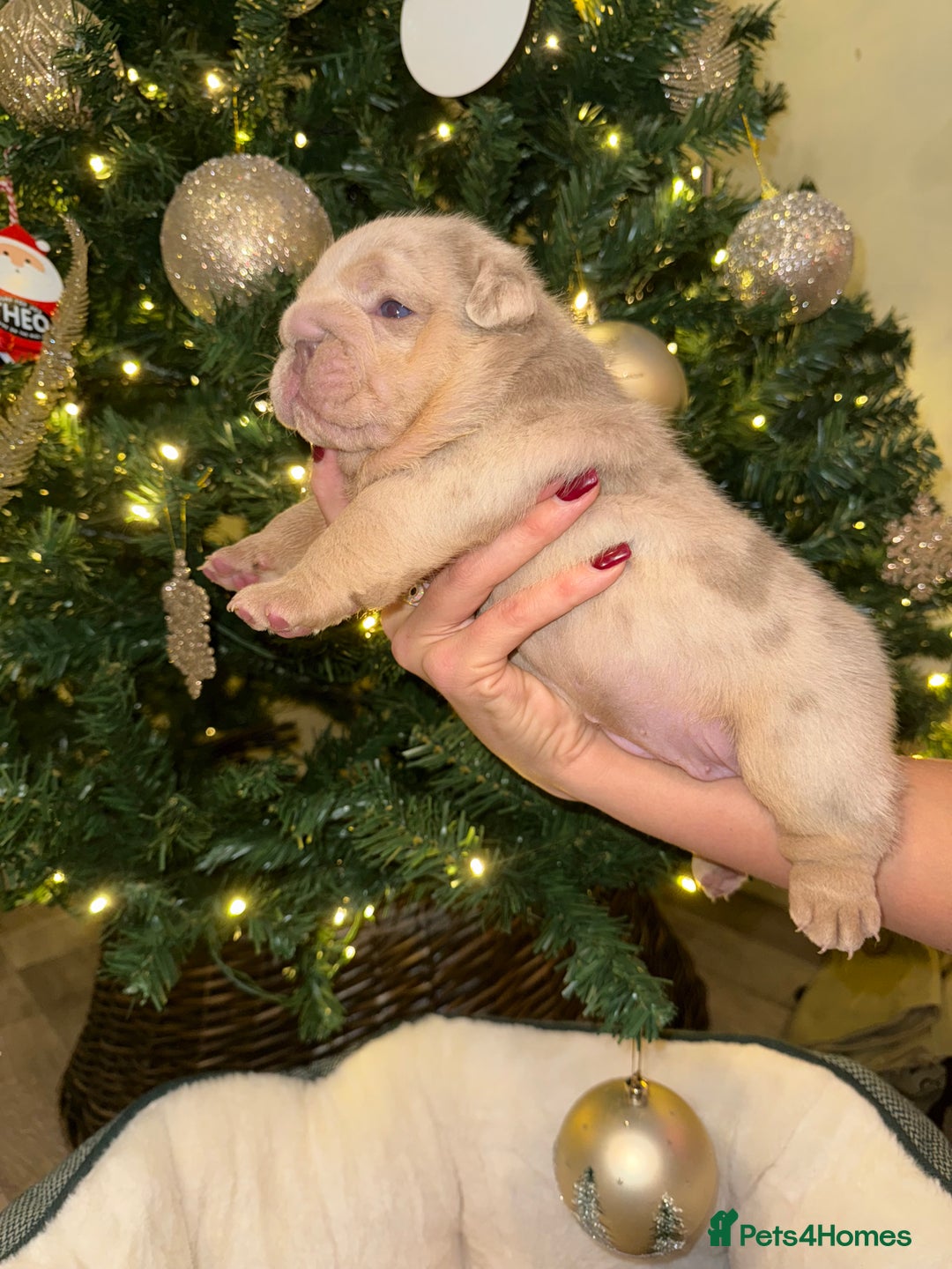 English Bulldog dogs for sale: Stunning English Bulldog Puppies 🐾🐶 - Advert 5