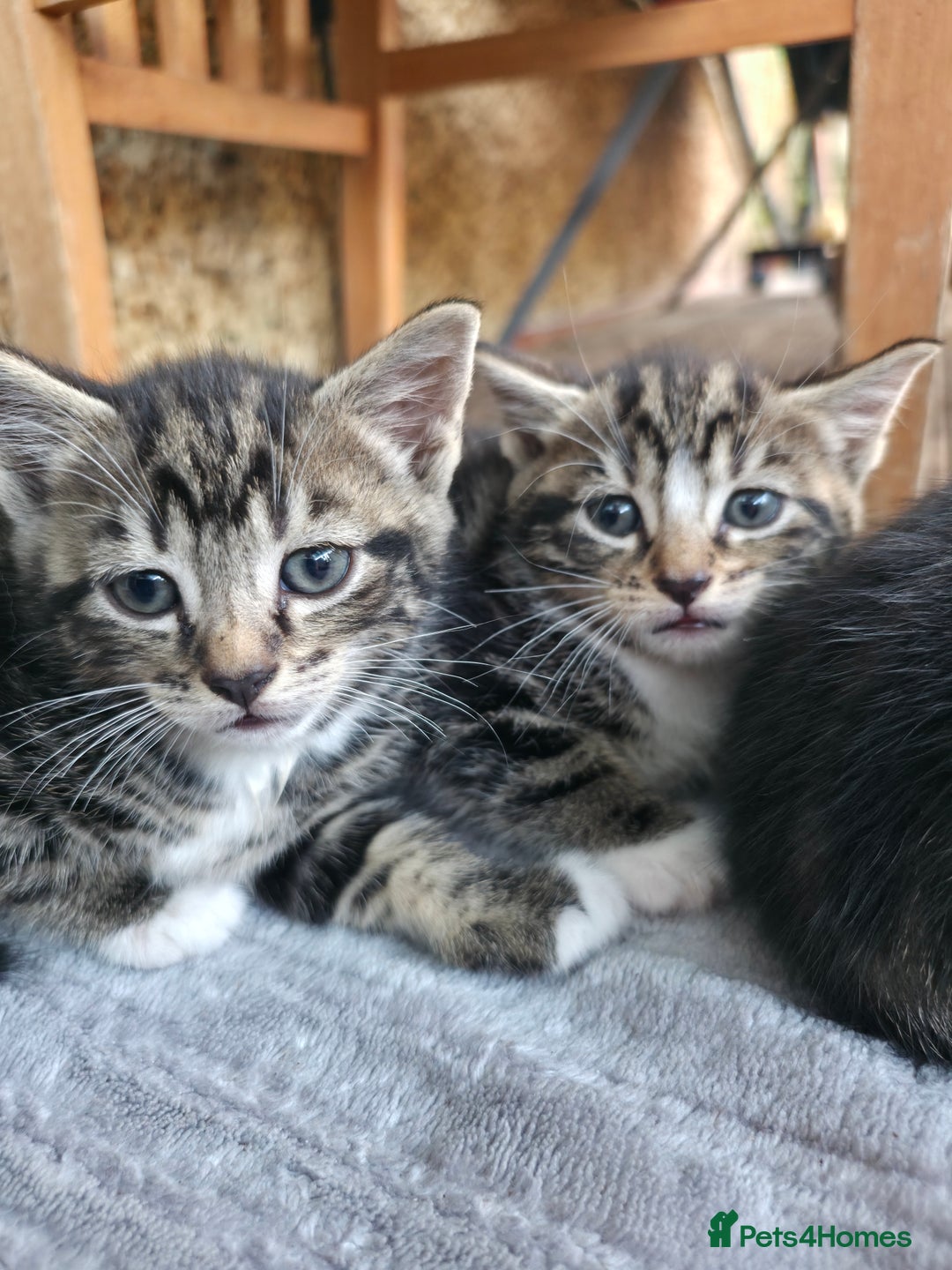 Mixed Breed cats for sale: Cute Kittens for sale (ASAP) - Image 8