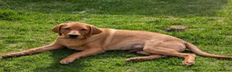 Labrador Retriever dogs for sale: Beautiful 5 month Labrador Puppy for Loving Home in Brentwood - Advert 6