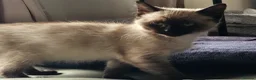 Ragdoll cats for sale: Ragdoll - Advert 2