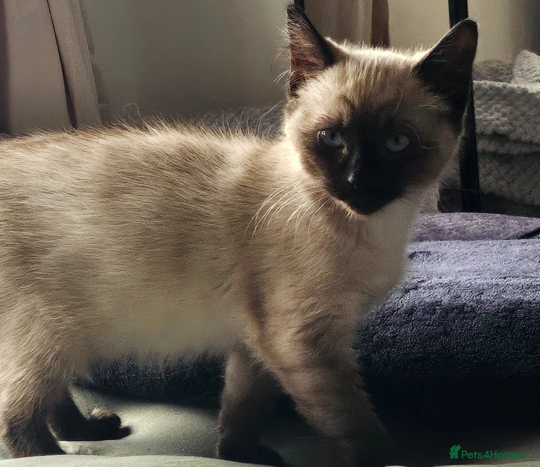 Ragdoll cats for sale: Ragdoll - Advert 2