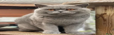 British Shorthair Blue Male