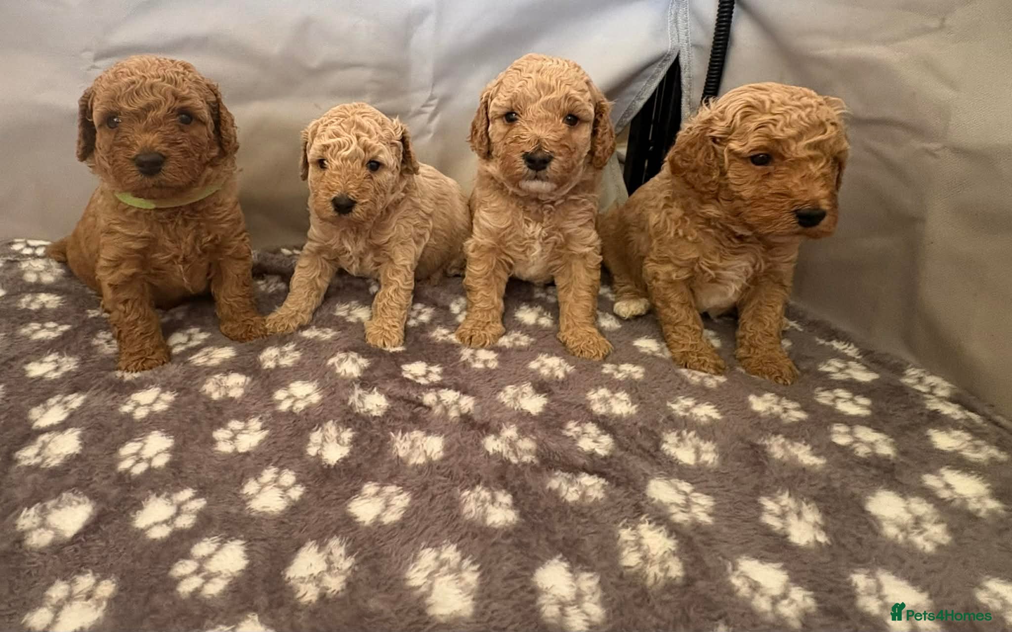 Cavapoo dogs FB1 CAVAPOO PUPPIES  - Advert 1