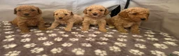 Cavapoo dogs for sale: FB1 CAVAPOO PUPPIES  - Advert 1