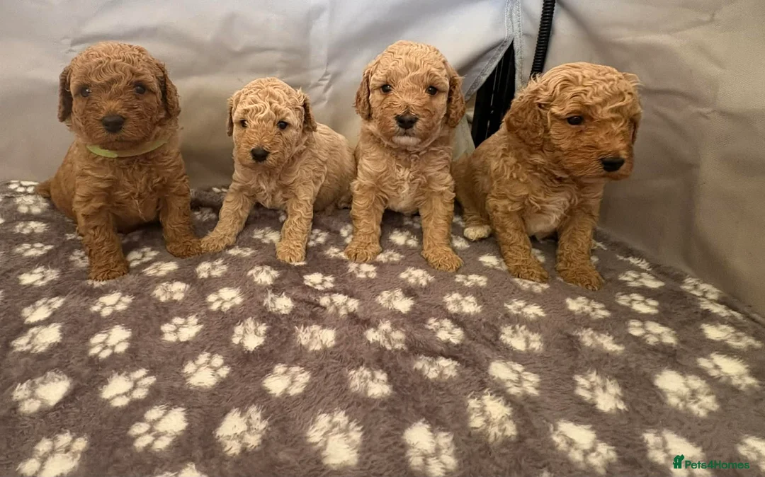 Cavapoo dogs for sale: FB1 CAVAPOO PUPPIES  - Advert 1