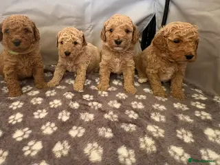 Cavapoo dogs FB1 CAVAPOO PUPPIES - Advert 14