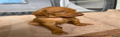 Hungarian Vizsla Black 
