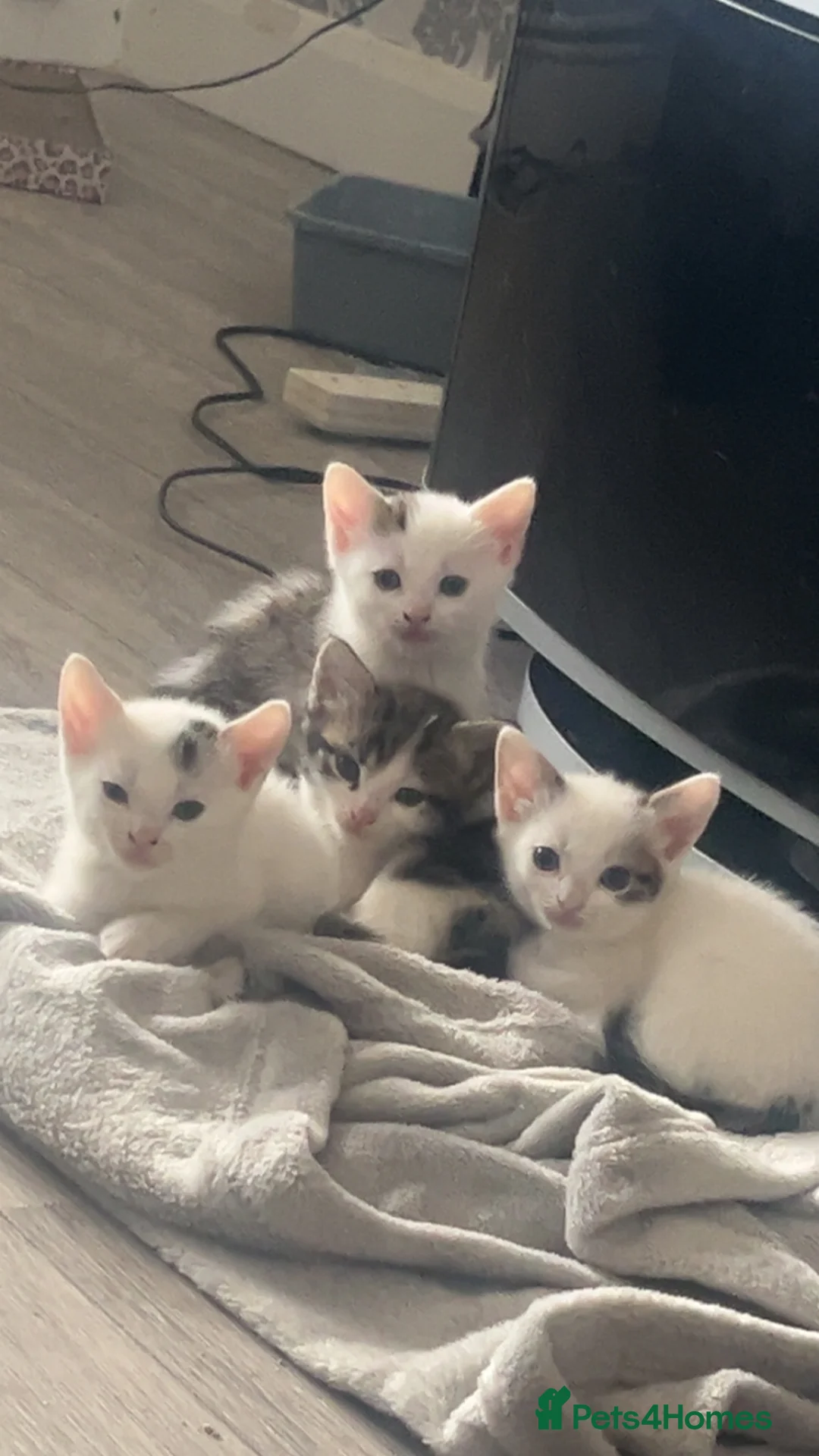 Mixed Breed cats for sale: Lovely kittens  - Advert 1