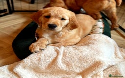Golden Retriever dogs for sale: 🐾 KC Registered Golden Retriever Puppies 🐾 - Image 2