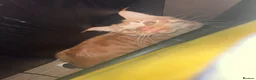 Maine Coon cats for sale: Ginger 3/4 Maine Coon and Khao Manee - Theodore  - Advert 4