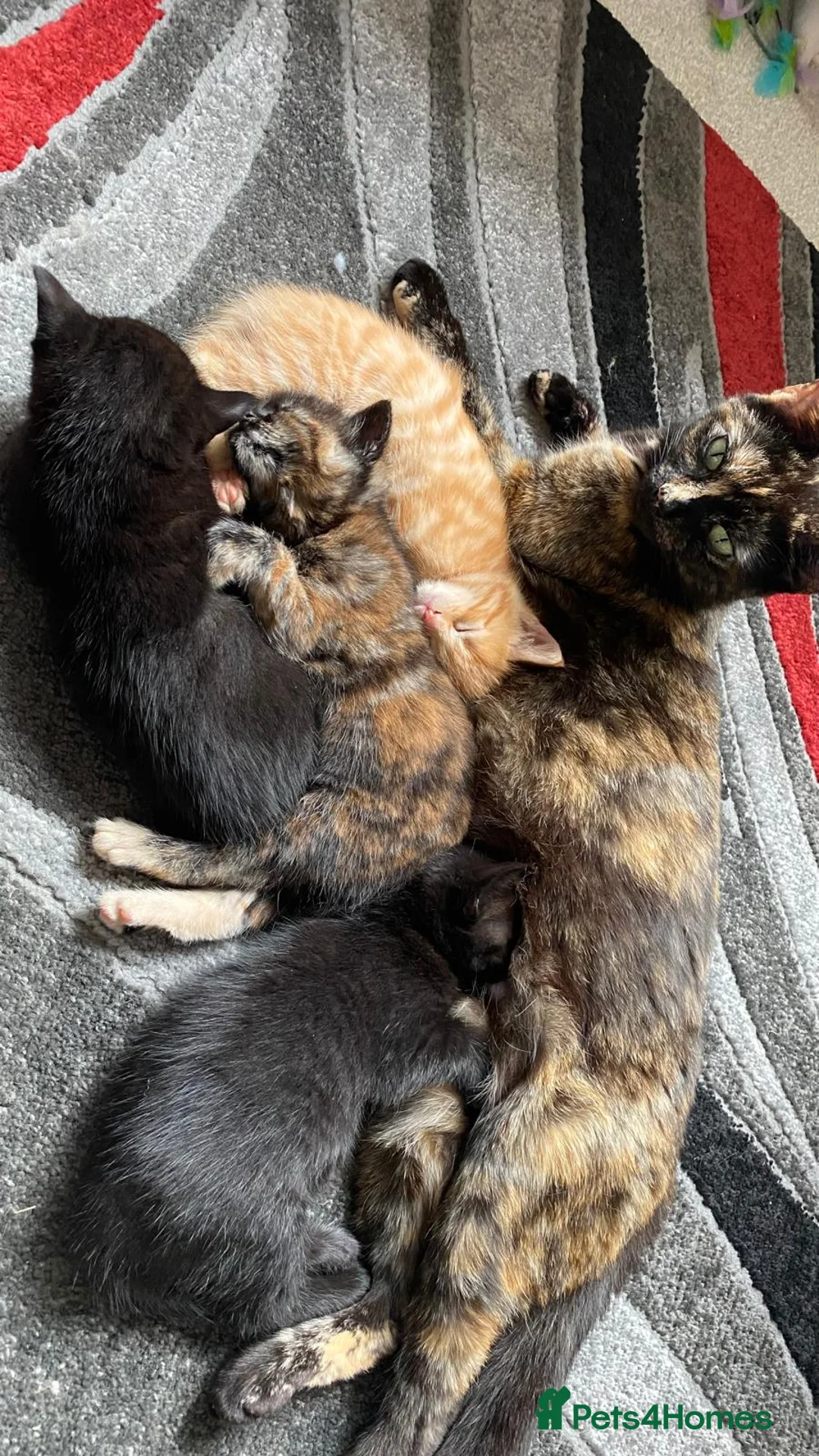 Mixed Breed cats for sale: Beautiful Kittens-Playful, Friendly & Loving - Advert 1
