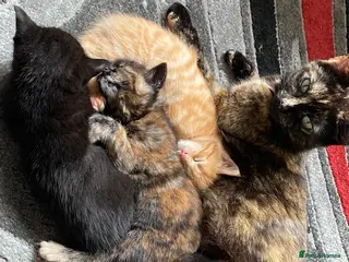 Mixed Breed cats Beautiful Kittens-Playful, Friendly & Loving - Advert 1