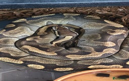 Snake reptiles for sale: Various royals pythons - Image 3