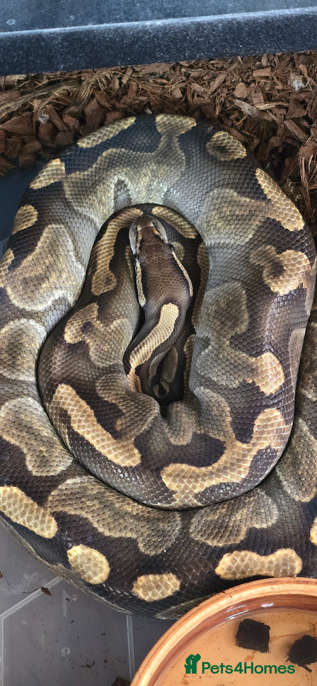 Snake reptiles for sale: Various royals pythons - Image 3