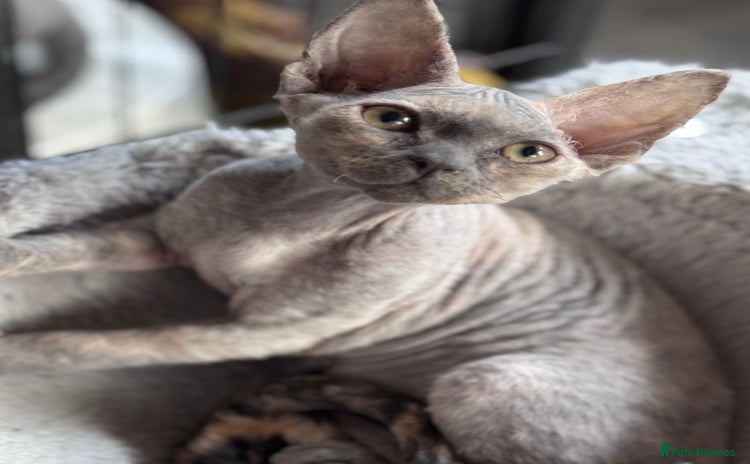Devon Rex cats - Advert 1