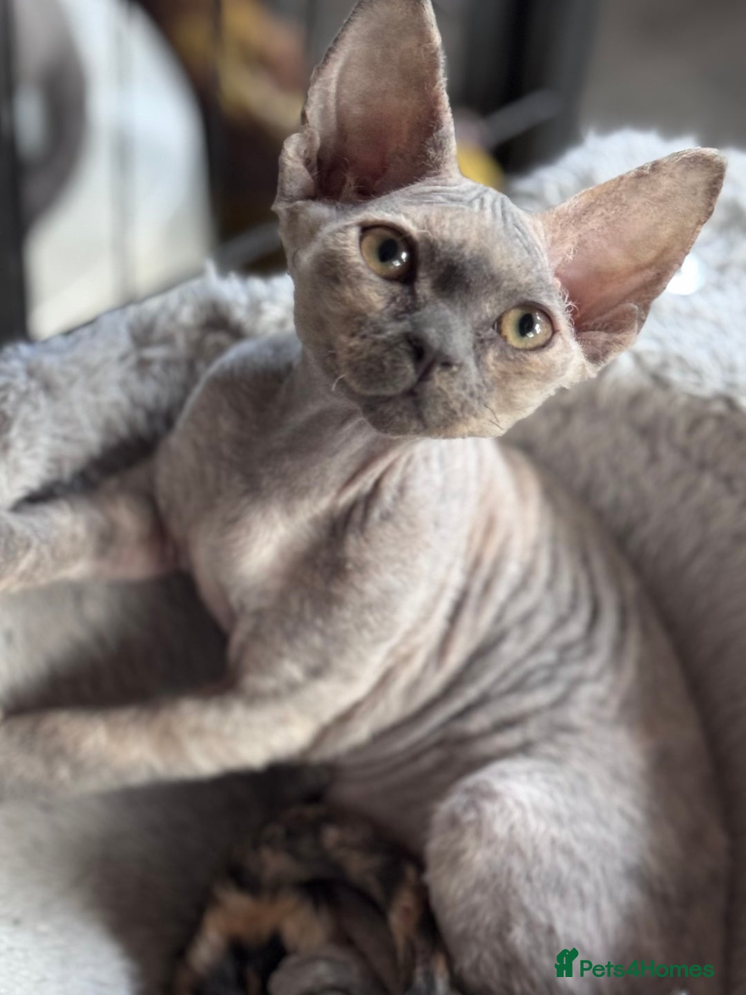 Devon Rex cats for sale: Blue pedigree Devons - Image 1