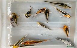 Koi Carp fish for sale: 💥QUALITY KOI CARP COLOURFUL NICE SELECTION💥 - Image 8
