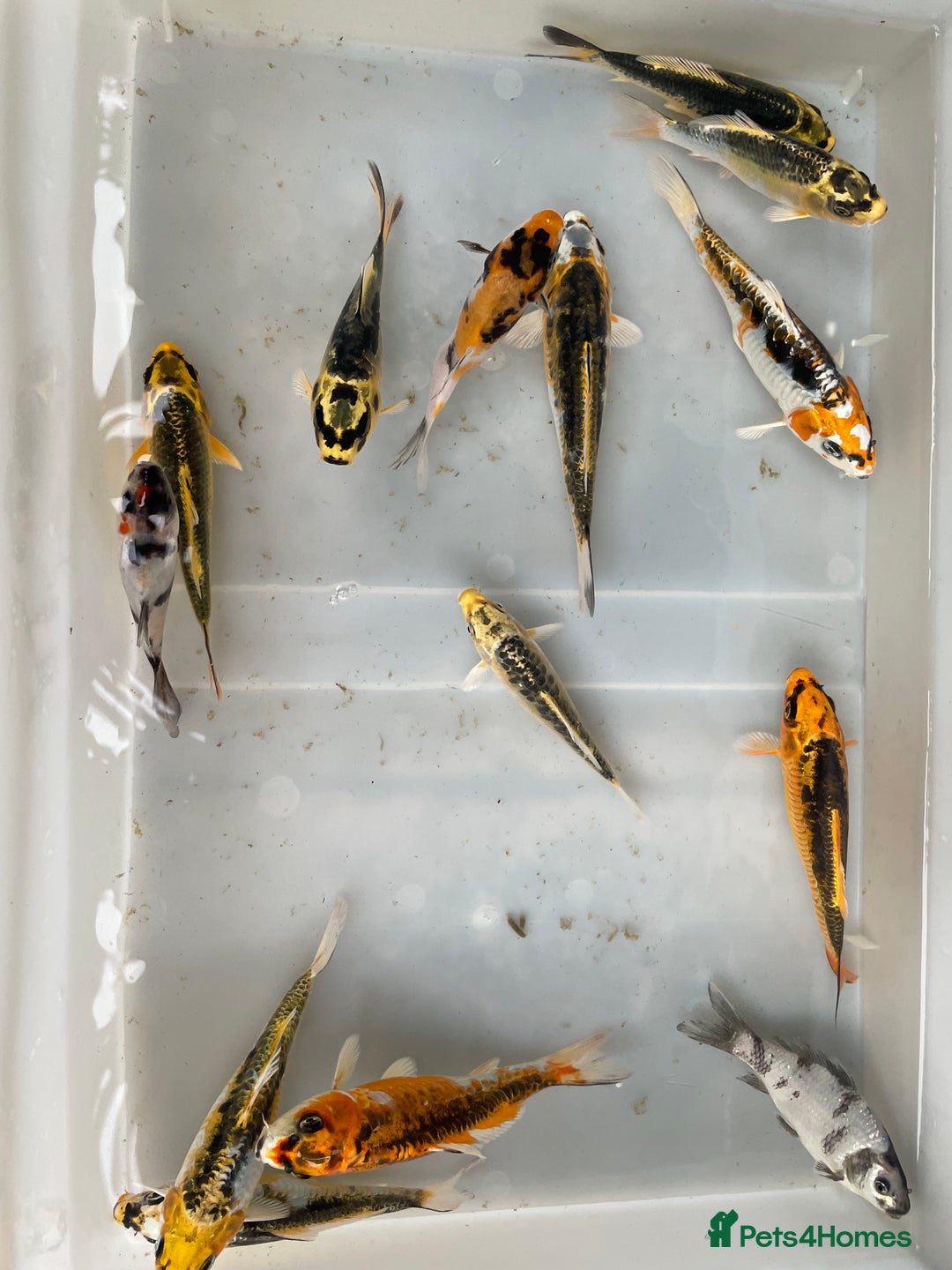 Koi Carp fish for sale: 💥QUALITY KOI CARP COLOURFUL NICE SELECTION💥 - Image 8