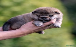Japanese Shiba Inu dogs for sale: “LAST SESAME BOY  • Champion Broadlands Lineage” - Image 10