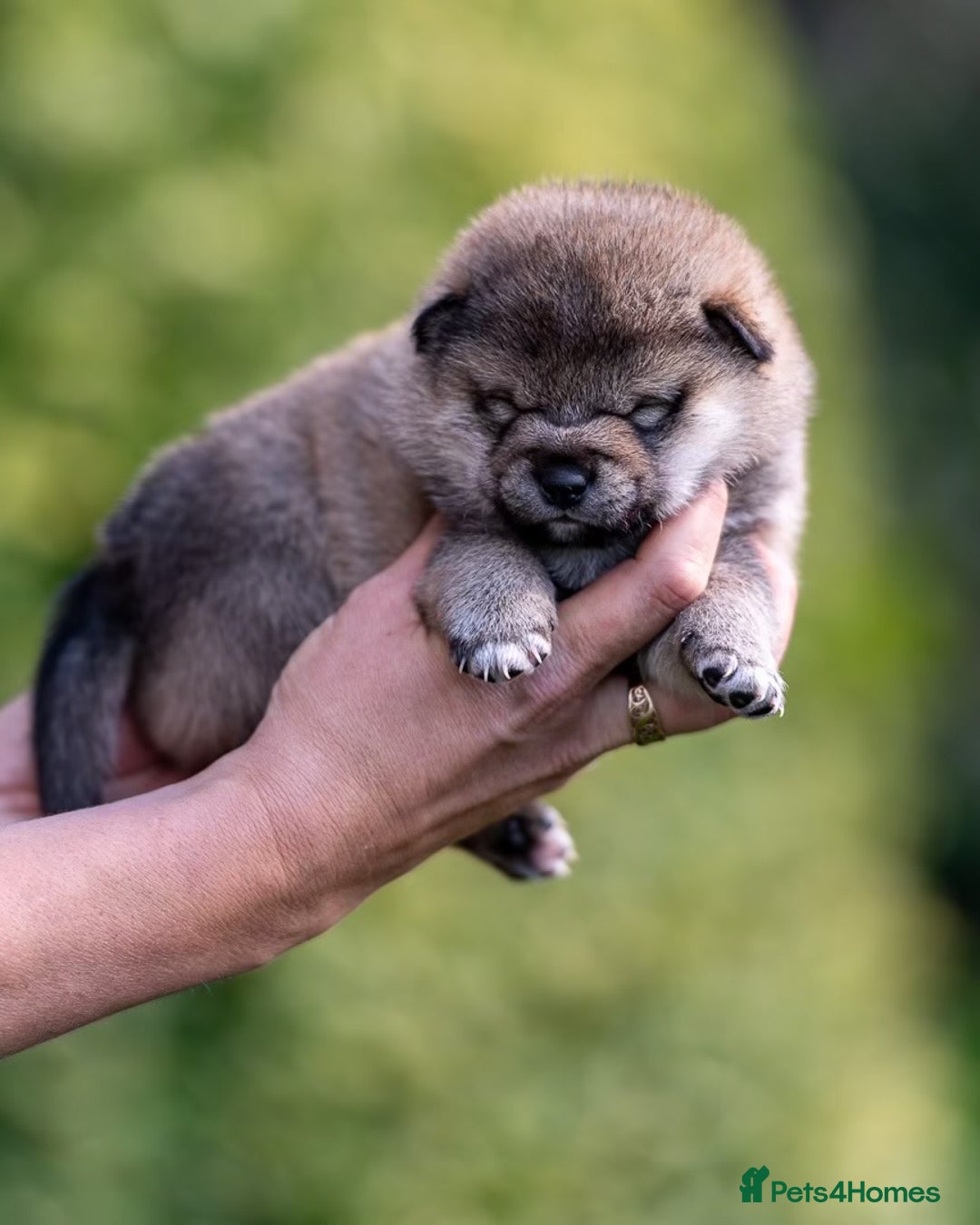 Japanese Shiba Inu dogs for sale: “LAST SESAME BOY  • Champion Broadlands Lineage” - Image 10
