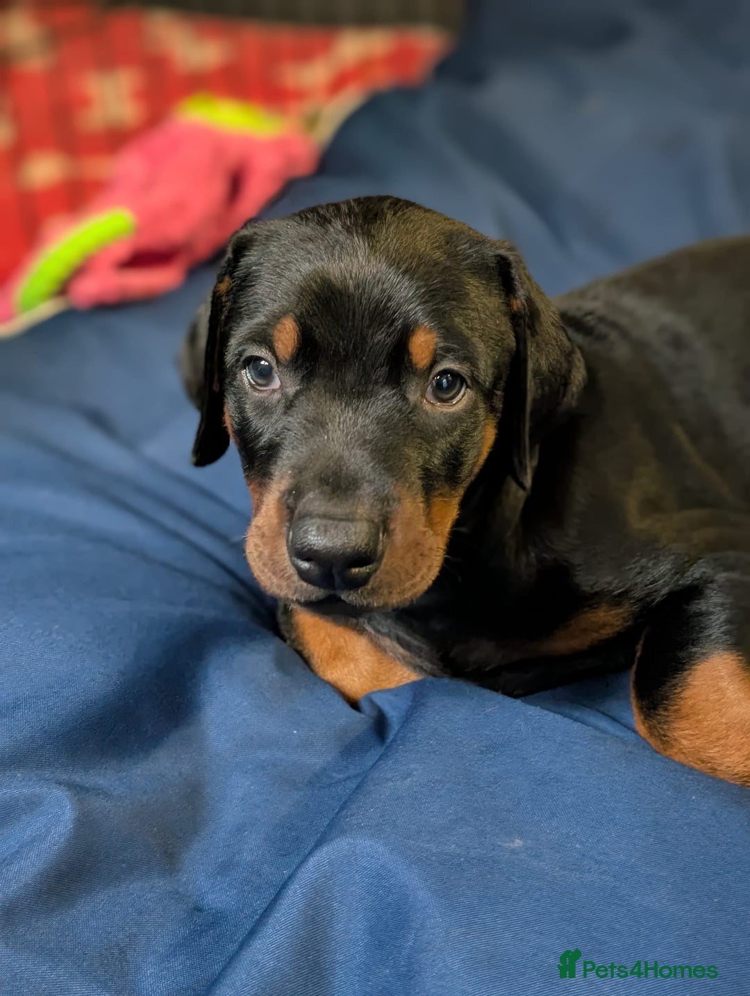 Dobermann dogs for sale: 2 beautiful doberman puppies - Advert 2
