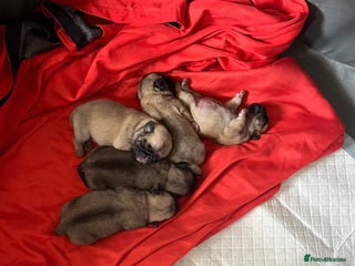 Pug dogs - Advert 4