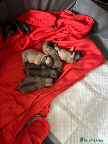 Pug dogs - Advert 1