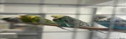 Budgerigars birds for sale: Budgies for sale  - Advert 20