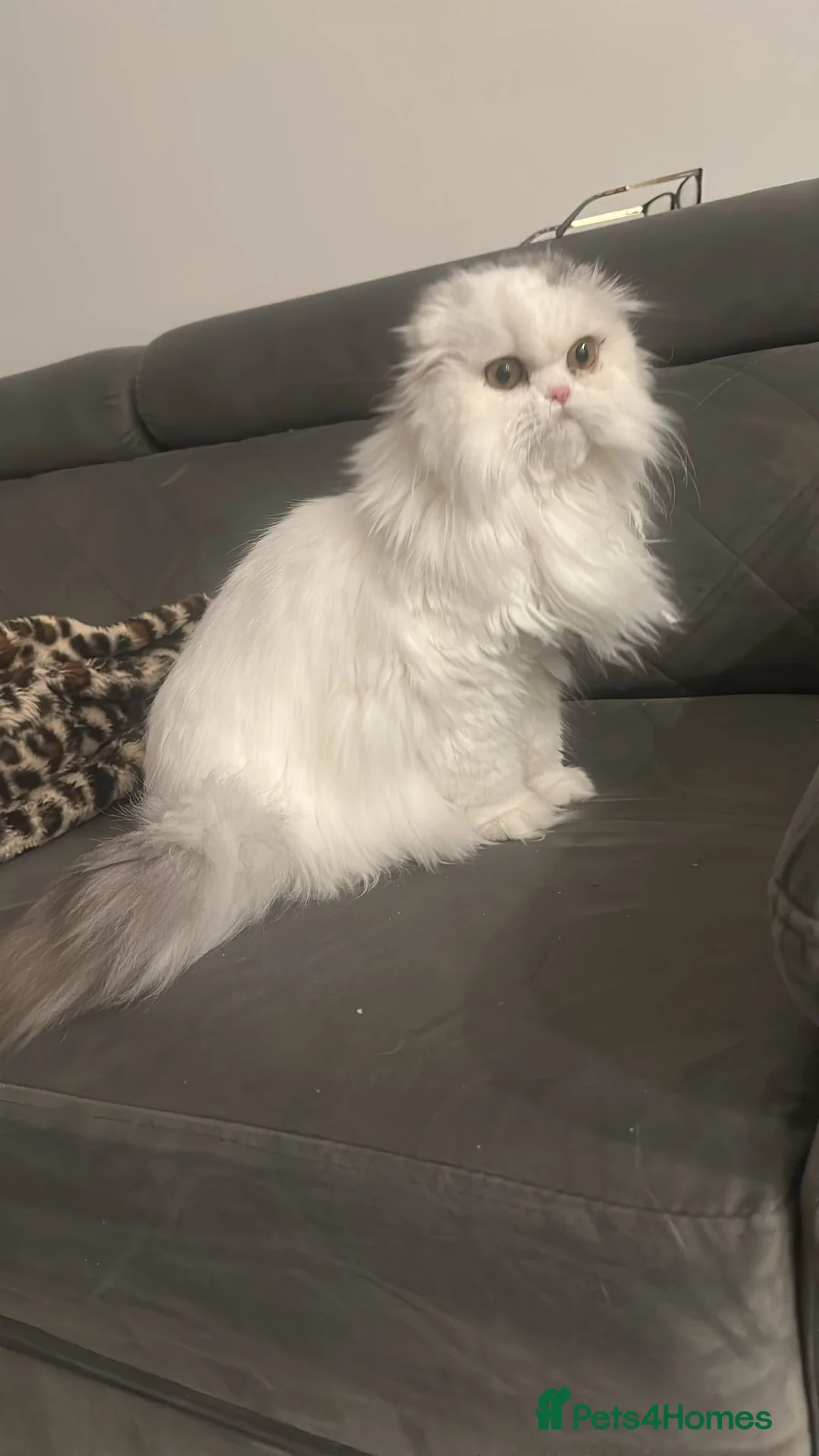 Scottish Fold cats for sale: REDUCED doll face girl - Advert 1