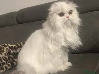 Scottish Fold cats ** doll face size girl - Advert 8