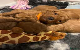 Cockapoo dogs for sale: Stunning Fox Red F1B Cockapoos Outstanding Quality - Image 14