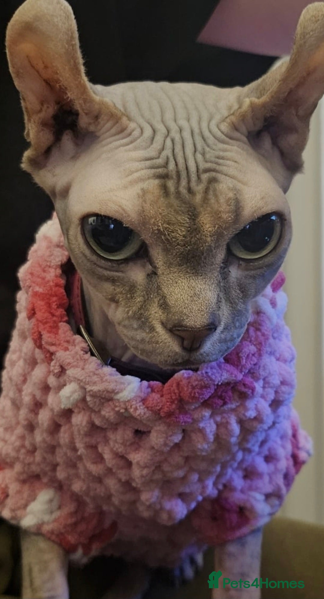 Sphynx cats for sale: 4 Female Sphynx Kittens - Advert 14