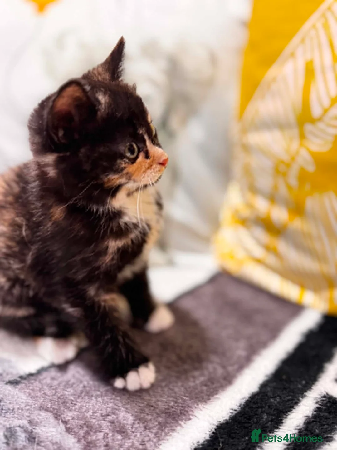 Mixed Breed cats for sale: Sweets without calories!! - Advert 2