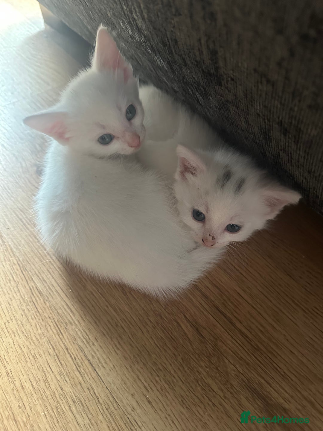 Domestic Shorthair cats for sale: 4 kittens for good homes - Image 2