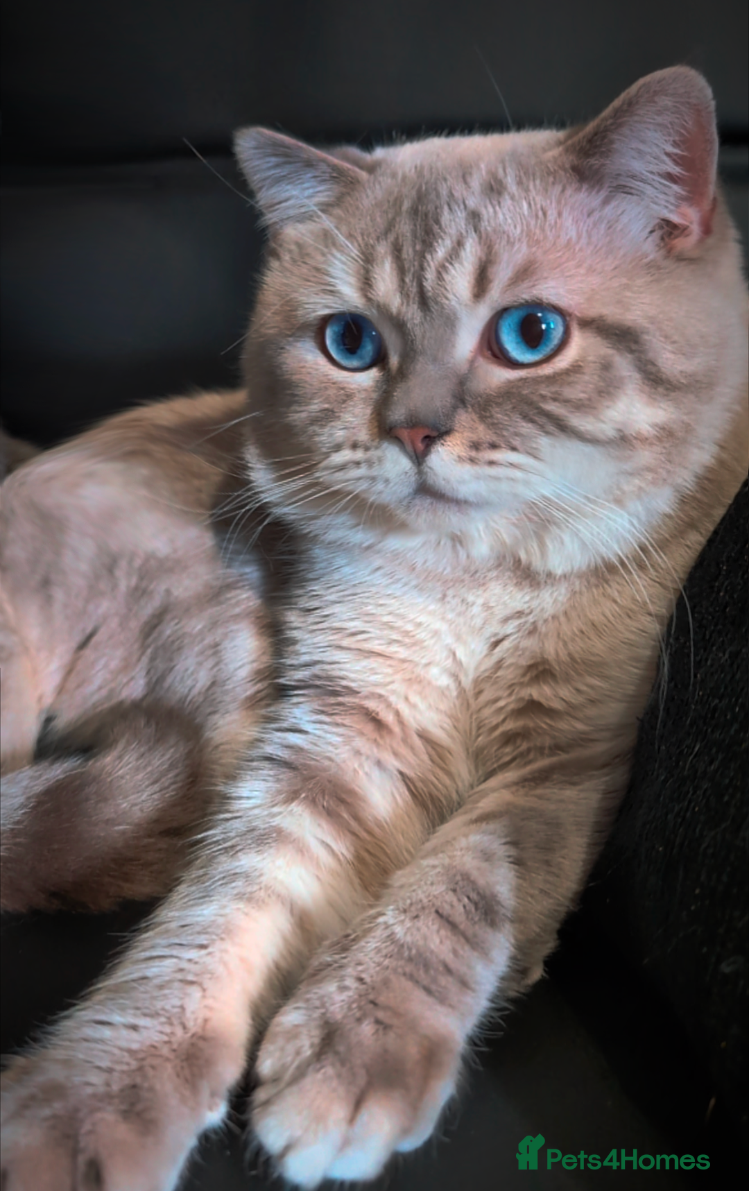 British Shorthair cats for stud: 🌊Proven STUD 🟦BSH Colourpoint King TICA/GCCF   in London - Advert 3
