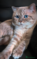British Shorthair cats ๐Proven STUD ๐ฆBSH Colourpoint King TICA/GCCF in London - Advert 6