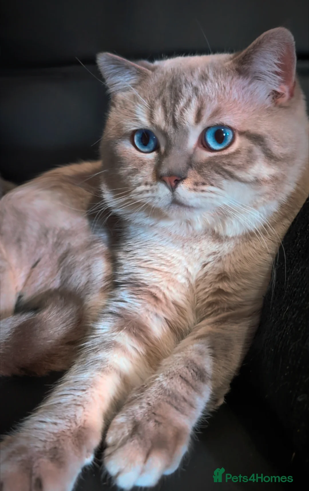 British Shorthair cats for stud: 🌊Proven STUD 🟦BSH Colourpoint King TICA/GCCF   in London - Advert 3