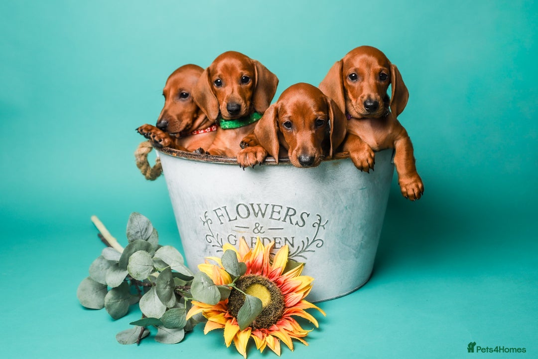 Dachshund dogs for sale: Standard smooth dachshunds males  - Image 13