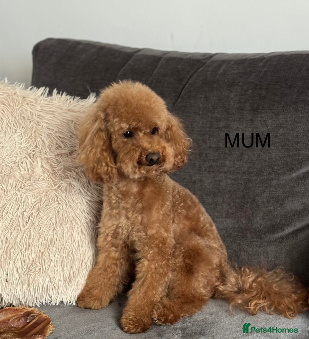 Toy Poodle dogs for sale: Adorable toy 🧸 poodle ✨ - Advert 11