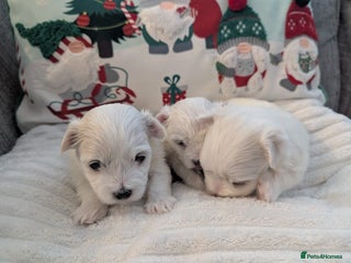 Maltese dogs puppies Maltese male - Advert 5