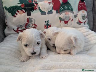 Maltese dogs puppies Maltese male - Advert 12