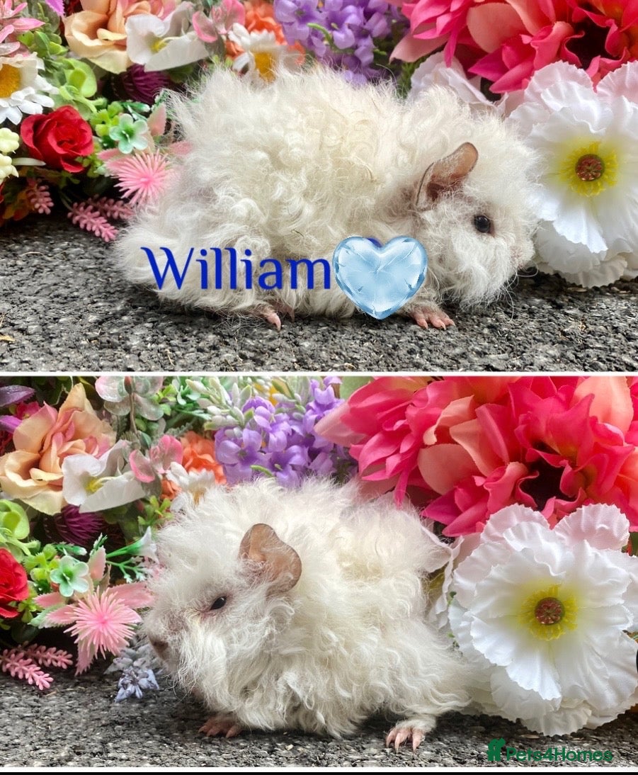 Guinea Pig rodents Pedigree Lunkarya/Blue/ Dalmation Guinea pigs  - Advert 2