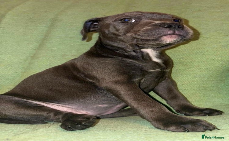 Staffordshire Bull Terrier dogs KC registered blue staffies - Advert 2