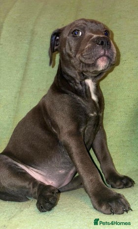 Staffordshire Bull Terrier dogs KC registered blue staffies - Advert 2