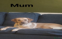 Labrador Retriever dogs for sale: Labrador puppies KC reg  - Image 16