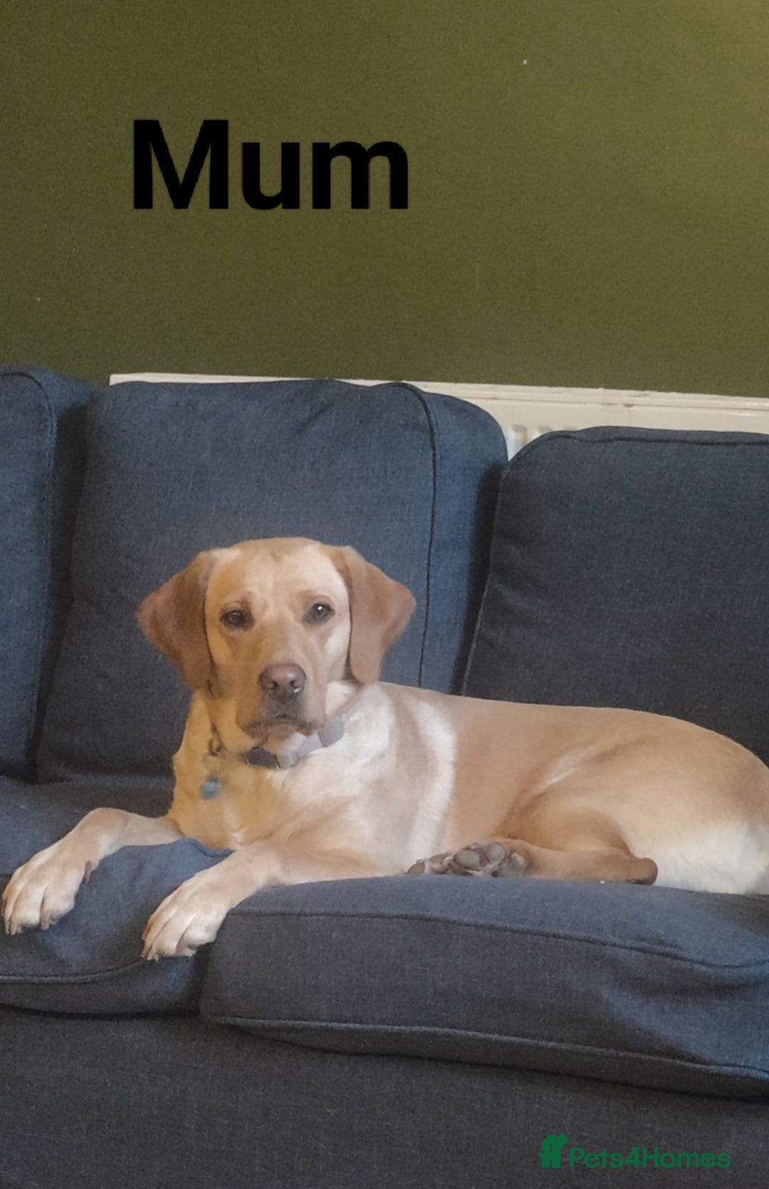 Labrador Retriever dogs for sale: Labrador puppies KC reg  - Image 16