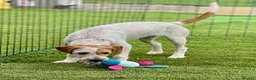 Mixed Breed dogs for adoption: Heavenly Holly - Advert 11