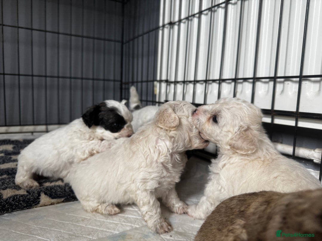 Shichon dogs for sale: 5 beautiful Shichon girls  - Image 22