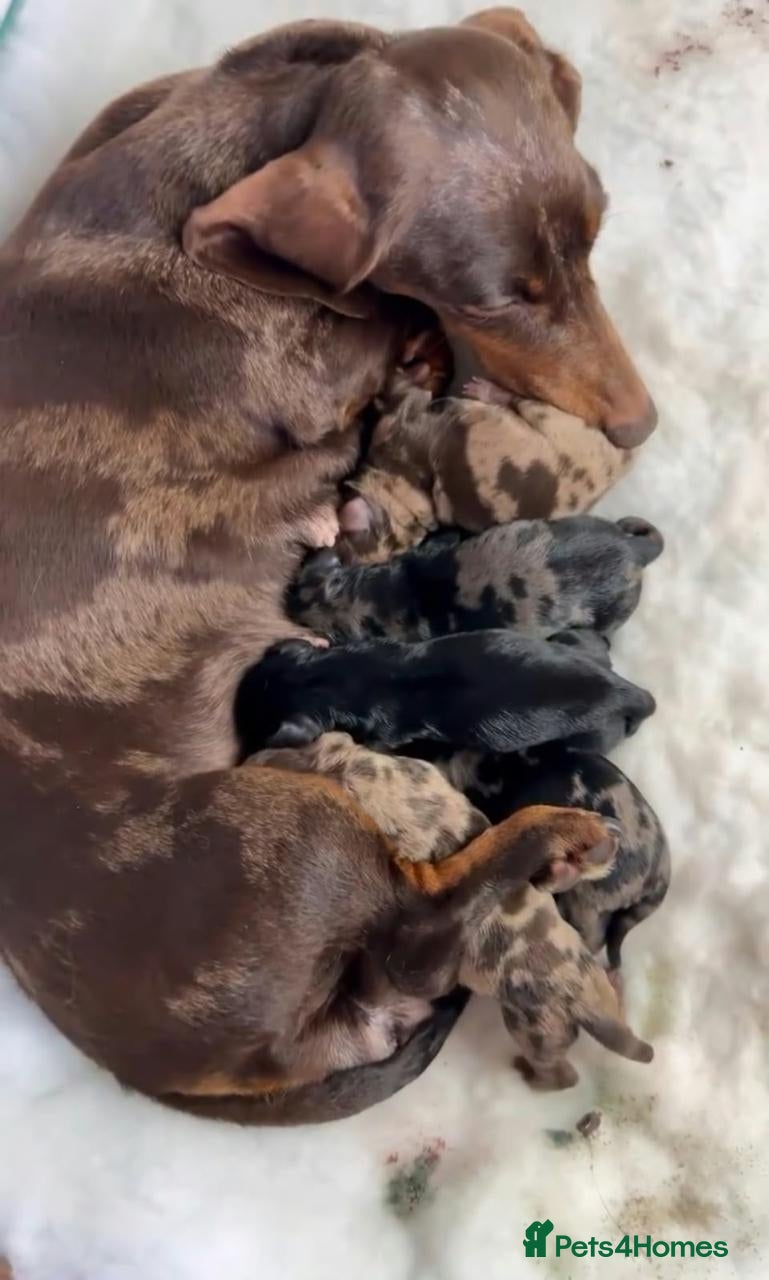 Miniature Dachshund dogs Beautiful Dapple Dachshund Puppies – Leo & Nala - Advert 3